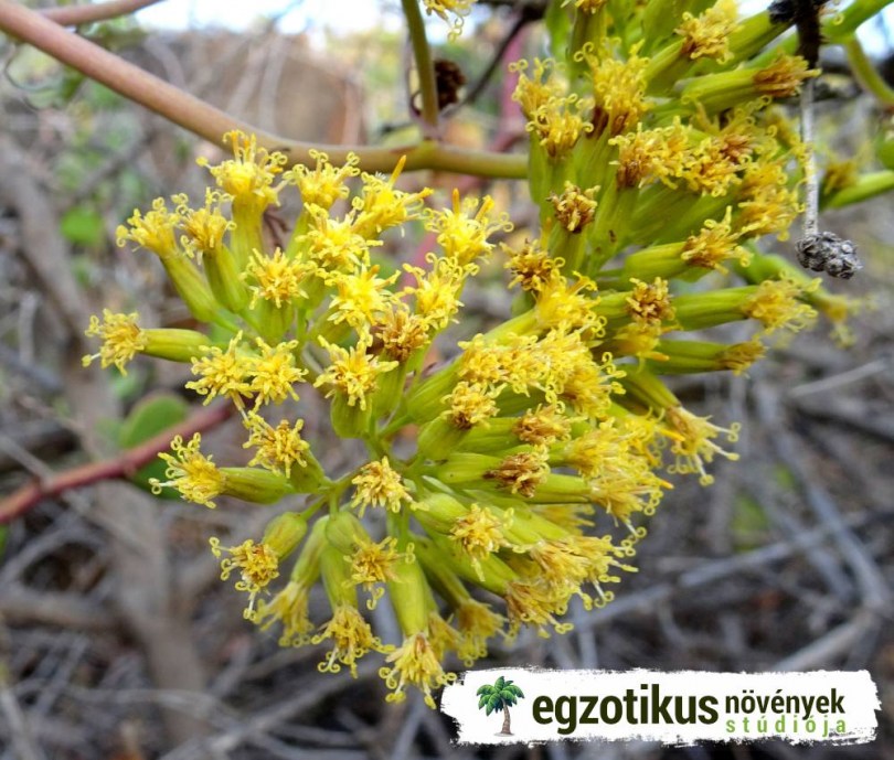Afrikai aggófű, Solanecio angulatus, etnobotanika
